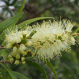 Escovilho branco